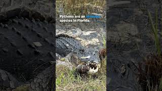 Alligator seen swallowing python at Everglades National Park Shorts [upl. by Yecart858]