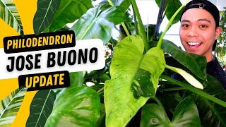 Philodendron Jose Buono Propagation Updates 💚 9 MONTHS LATER [upl. by Hijoung]