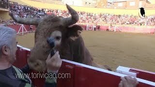 Canta jota al toro de Ustarroz y le remata en la valla  Lodosa 16 septiembre [upl. by Baldridge43]