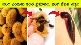 Leech life cycle  jalagalu  facts in Telugu  interesting facts in Telugu  Telugu factsBMC Facts [upl. by Korey]