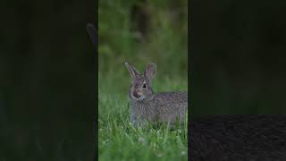 A North American Eastern Cottontail bunny Rabbit feeds at a northern USA oak savanna wildlife [upl. by Stochmal]