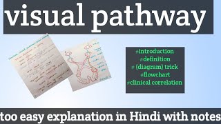 visual pathway physiology special sences physiology [upl. by Nodnek227]