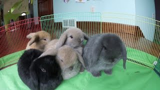 Bunny Update  6WeekOld Holland Lop Babies [upl. by Suivatal]