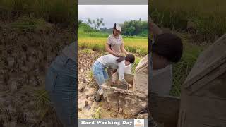 The Process Of Extracting Rice From Plants [upl. by Hillel]