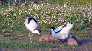 Goldcliff Birding 191  Avocet Oystercatcher Lapwing 4K [upl. by Anayad]