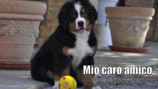 A te  Jovanotti dedicata al mio cane [upl. by Eybbob]