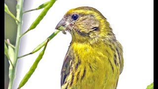 European Serin Serinus serinus Chamariz Milheirinha [upl. by Phalan]