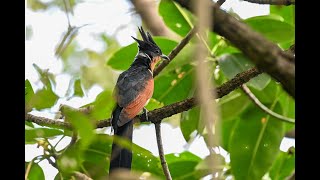 Chestnut winged cuckoo [upl. by Naujik842]