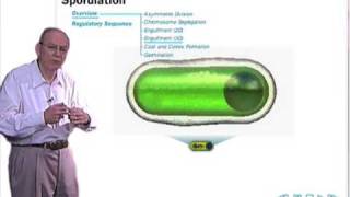 Sporulation in Bacillus subtilis [upl. by Batruk]