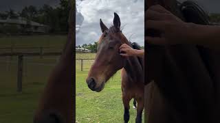 Caboolture Horse Sale quotStormyquot [upl. by Aihsyak]