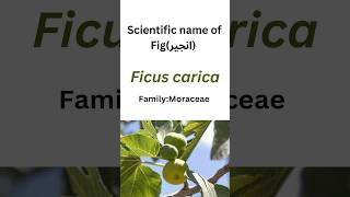 scientific name of Fig tree botany biology taxonomy [upl. by Nerb]