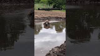 【不思議な光景】十勝ロイヤルマンガリッツァマンガリッツァ マンガリッツァ豚 animals mangalica 動物 北海道十勝 pig [upl. by Alphonso]