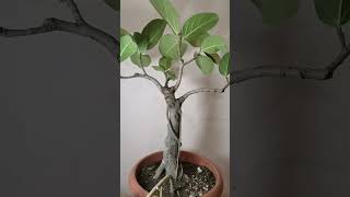 Banyan Ficus Bengalensis bonsai gardening indoorbonsai ficus ficusbonsai nature ficustree [upl. by Ydaj]