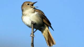 ♫ Ruiseñor Europeo  Luscinia Megarhynchos  Nightingale ஜ [upl. by Abisia]