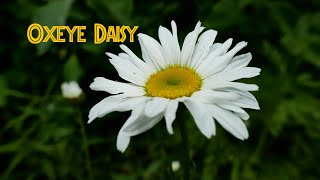 Oxeye Daisy The Foragers Friend daisy foraging botany [upl. by Tippets643]