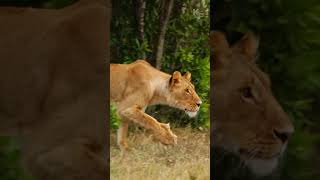 A Predators Patience Pays Off The Lioness Executes a Perfect Ambush on a Vulnerable Zebra [upl. by Merceer70]