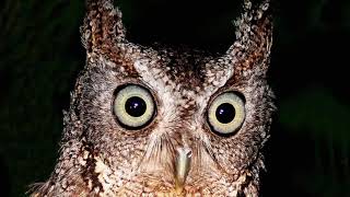 Eastern Screech Owl  Sound Call Sound Voice Hooting And Other Noises Made by the Bird [upl. by Sparkie958]