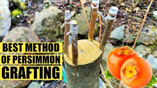 How to graft persimmon tree  Persimmon Grafting [upl. by Ecirehs541]