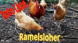 Das große Rasseportrait Ramelsloher Huhn [upl. by Rosa813]