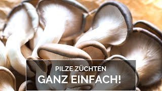 Pilze züchten ganz einfach [upl. by Ocer]