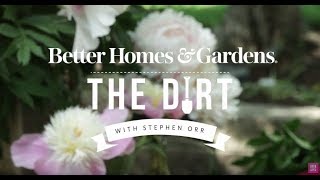 All About Peonies  The Dirt  Better Homes amp Gardens [upl. by Yrrum]