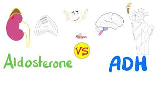 Aldosterone vs Antidiuretic Hormone ADH — Na H2O — Kidney Physiology Series [upl. by Ecirtap390]