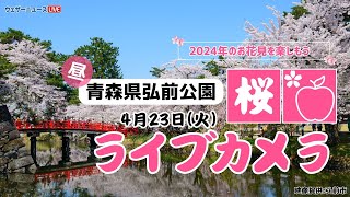 🌸桜ライブカメラ🌸青森県弘前公園 2024年4月23日火 [upl. by Inait]