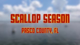 Scallop Season is open Pasco County FL  DJI droneview [upl. by Ynot]