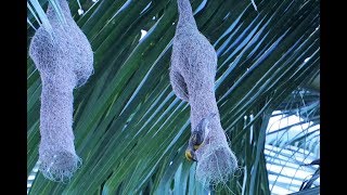 Baya weaver  Sugran Pakshi [upl. by Hazrit778]