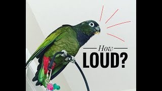 HOW LOUD is a SCREAMING PARROT  LISTEN to a PARROT SCREAM [upl. by Vassar]