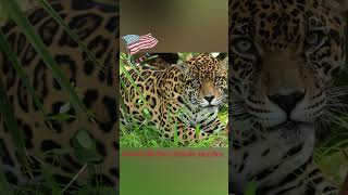 Memorial Day Message From The Big Cats [upl. by Ramberg110]