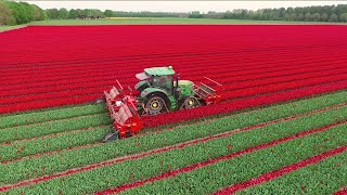 Topping Tulips  John Deere 6R on Soucy Tracks  JVS triple topper  DJ Visser bloemen Holland [upl. by Dachy]