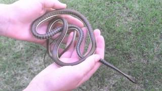 Painted Bronzeback Snake [upl. by Oilisab598]