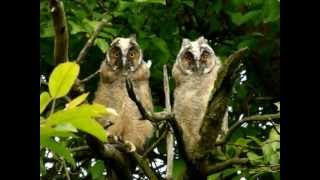 Kalous usaty Asio otus Long eared Owl Jiri Safranek [upl. by Glick608]