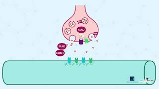 1 3 La synapse dopaminergique contrôle [upl. by Somisareg]