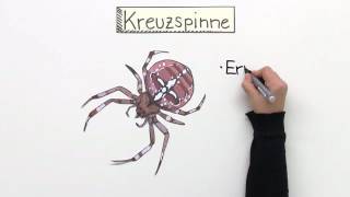 KREUZSPINNE  LEBENSWEISE UND GIFTIGKEIT  Biologie  Biologie der Tiere Mittelstufe [upl. by Sevik]