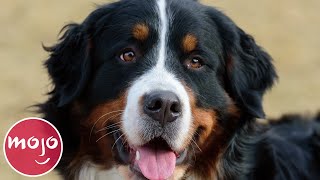 Top 10 Best Dog Breeds for Your First Dog [upl. by Clawson762]