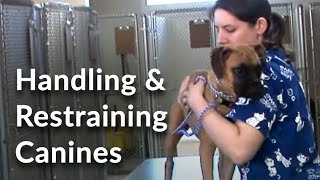 Veterinary Technician and Assistant Training Handling and Restraining Dogs [upl. by Aynik813]