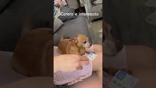 Carero e interesado dog love perrito billetes dogbreed tiernos Mexico europe EU viral [upl. by Kempe]