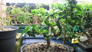 How to Care for a Sweet Plum Bonsai [upl. by Elahcar]