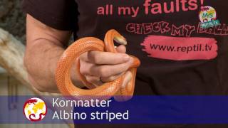 ReptilTV  Folge 38  Kornnattern Basics  Teil 1  Haltung [upl. by Berkeley198]