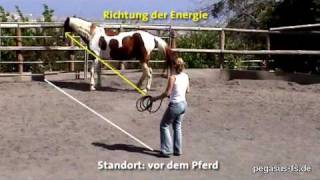 Round Pen Arbeit mit Pferden [upl. by Hibbitts]