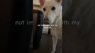 Unappreciative 🥲 dog funny funnyvideo doglover [upl. by Nnayrrehs]