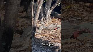 curlew cairns funny airport australia [upl. by Landmeier25]