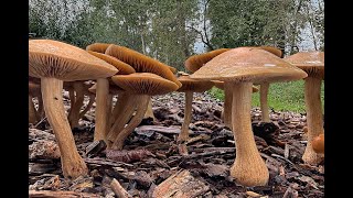 de eerste paddenstoelen van 2024 [upl. by Novhaj222]