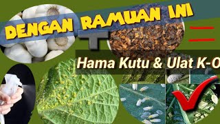 Cara Membuat Pestisida Nabati dari Bawang Putih dan Tembakau serta Fungsinya [upl. by Hermy]