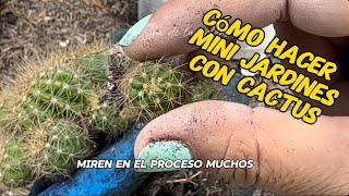 Mini jardines con cactus transplante de espinosos [upl. by Stig519]