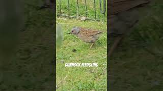 Dunnock Fledgling dunnock fledgling birds birdspecies [upl. by Rostand]