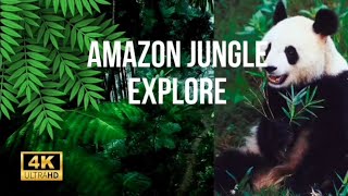 Amazon Rainforest relaxing filmAmazon jungleNuture relaxing [upl. by Herc]