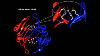 Bacterial glyoxalase I enzymes structural and biochemical investigations by John Honek [upl. by Doralia]